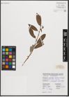 Foto von Salix triandra L.